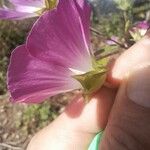 Malva punctata Kwiat