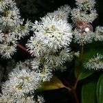Miconia longifolia Цвят