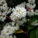 Miconia longifolia Flor