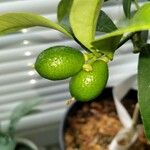 Citrus japonica Frucht