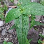 Spigelia anthelmiaDeilen