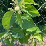Combretum leprosum Leaf