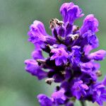 Lavandula angustifolia Квітка