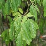 Leea guineensis Feuille