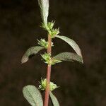 Amaranthus torreyi Blomst