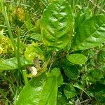 Vitex madiensis Folha