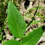 Desmodium paniculatum Leaf