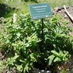 Euphorbia hyberna অভ্যাস