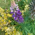 Lupinus polyphyllusBlüte