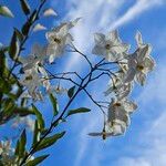 Solanum laxum Flower