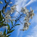 Solanum laxum Flor