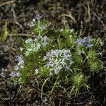 Navarretia leucocephala Habitatea