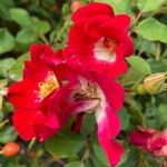 Rosa moyesii फूल