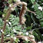 Polystichum makinoi Leaf