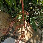 Aechmea blanchetiana Leaf