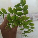 Phyllanthus tenellus Φύλλο