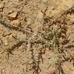 Suaeda vermiculata Habit