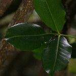 Zanthoxylum asiaticum पत्ता