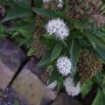 Spiraea alba Fula