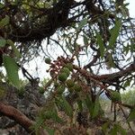 Arbutus xalapensis موطن