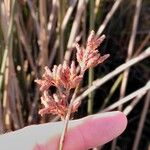 Schoenoplectus californicus Tunda