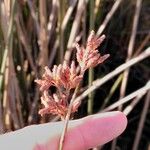 Schoenoplectus californicus Fruit