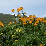 Trollius altaicus Flower