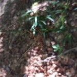 Luzula sylvatica 花