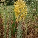 Verbascum sinuatum Buveinė