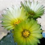 Astrophytum myriostigma Kwiat