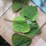 Homalanthus populneus Лист