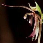Acianthus cymbalariifolius Blüte