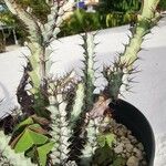Euphorbia greenwayi Hoja