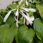 Hosta plantagineaফুল