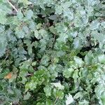 Mahonia aquifolium برگ