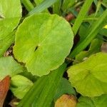 Centella asiatica Blad