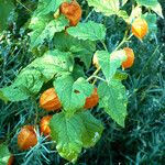 Physalis alkekengi Fruto