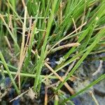 Cyperus laevigatus Leaf