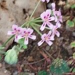 Pelargonium echinatum Flor
