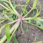 Echinochloa colonum Blad