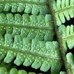 Dryopteris wallichiana Blatt