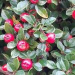 Cotoneaster horizontalisFrugt