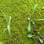 Scorzoneroides helvetica Leaf