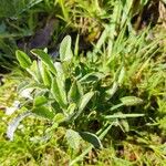 Gamochaeta purpurea List