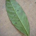 Amanoa guianensis Hoja