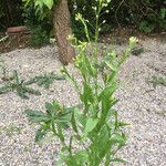 Camelina sativa Flor