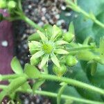 Aeonium tabulaeforme Vaisius