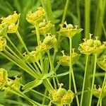 Euphorbia esula Flower