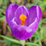 Crocus vernus Blomma