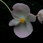 Begonia picta Кветка